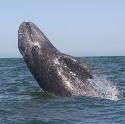 Breaching Gray Whale. This youngster broke water beside m... by James Dorsey 